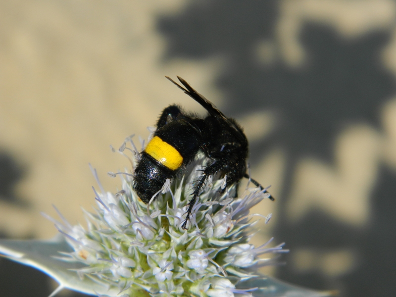 Scolia sp.?